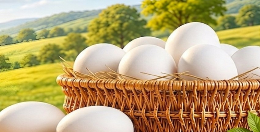 MZA Farm white hen eggs in a wicker basket
